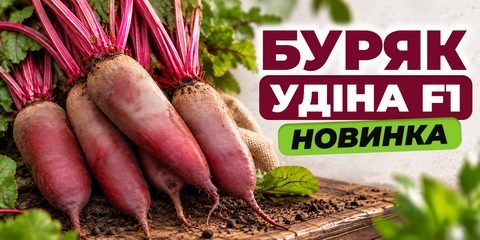 Насіння буряка Удіна