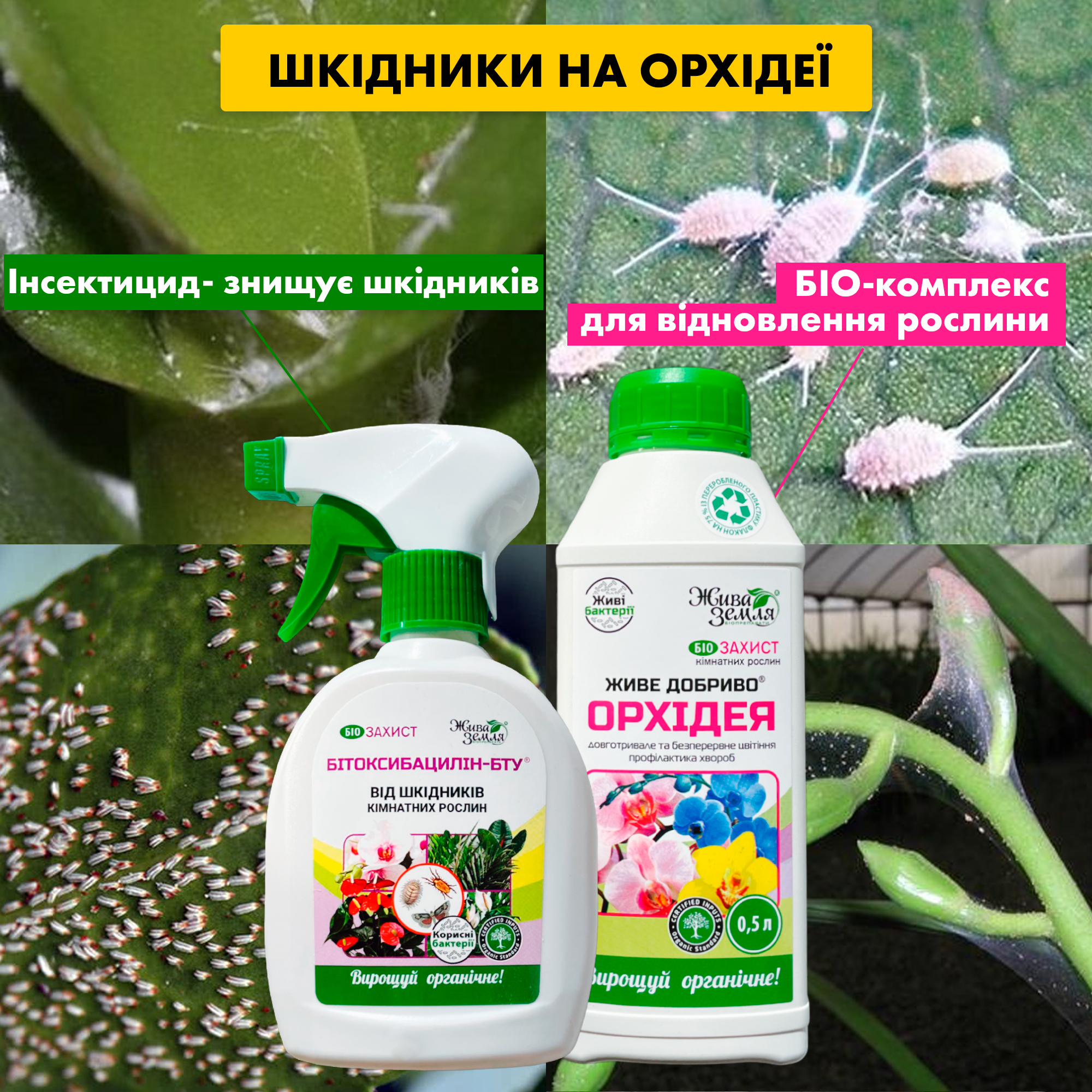 шкідники орхідей